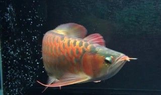 龍魚多長時間下崽，如何提高龍魚繁殖的最佳水溫