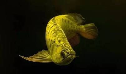 龍魚多長時間下崽，如何提高龍魚繁殖的最佳水溫