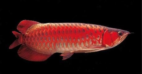 龍魚多長時間下崽，如何提高龍魚繁殖的最佳水溫