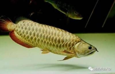 龍魚嘴巴抽搐：龍魚嘴巴抽搐可能有多種原因