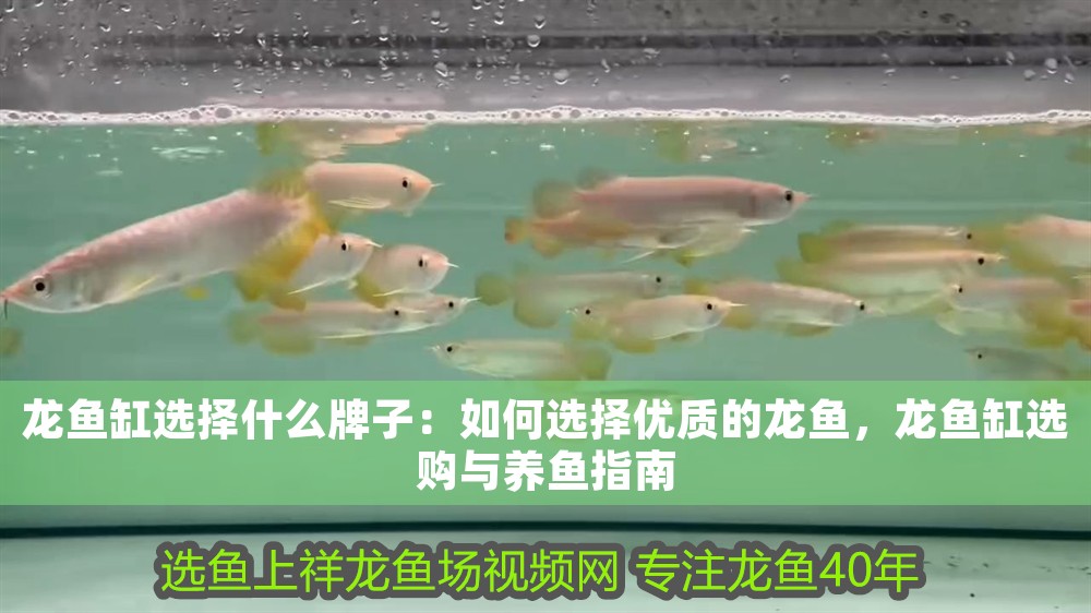 龍魚缸選擇什么牌子：如何選擇優(yōu)質(zhì)的龍魚，龍魚缸選購與養(yǎng)魚指南