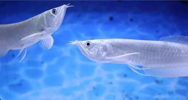 銀龍魚爛鰭圖片欣賞圖