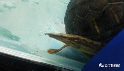 龍魚能吃蚯蚓嗎：龍魚可以吃蚯蚓嗎？