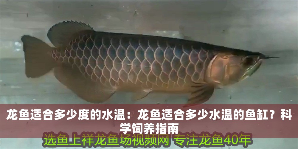 龍魚適合多少度的水溫：龍魚適合多少水溫的魚缸？科學(xué)飼養(yǎng)指南