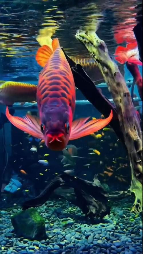 哪里可以買到正宗的招財龍魚？