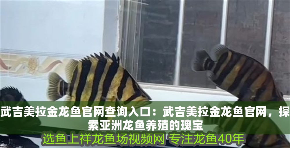 武吉美拉金龍魚官網查詢入口：武吉美拉金龍魚官網，探索亞洲龍魚養殖的瑰寶