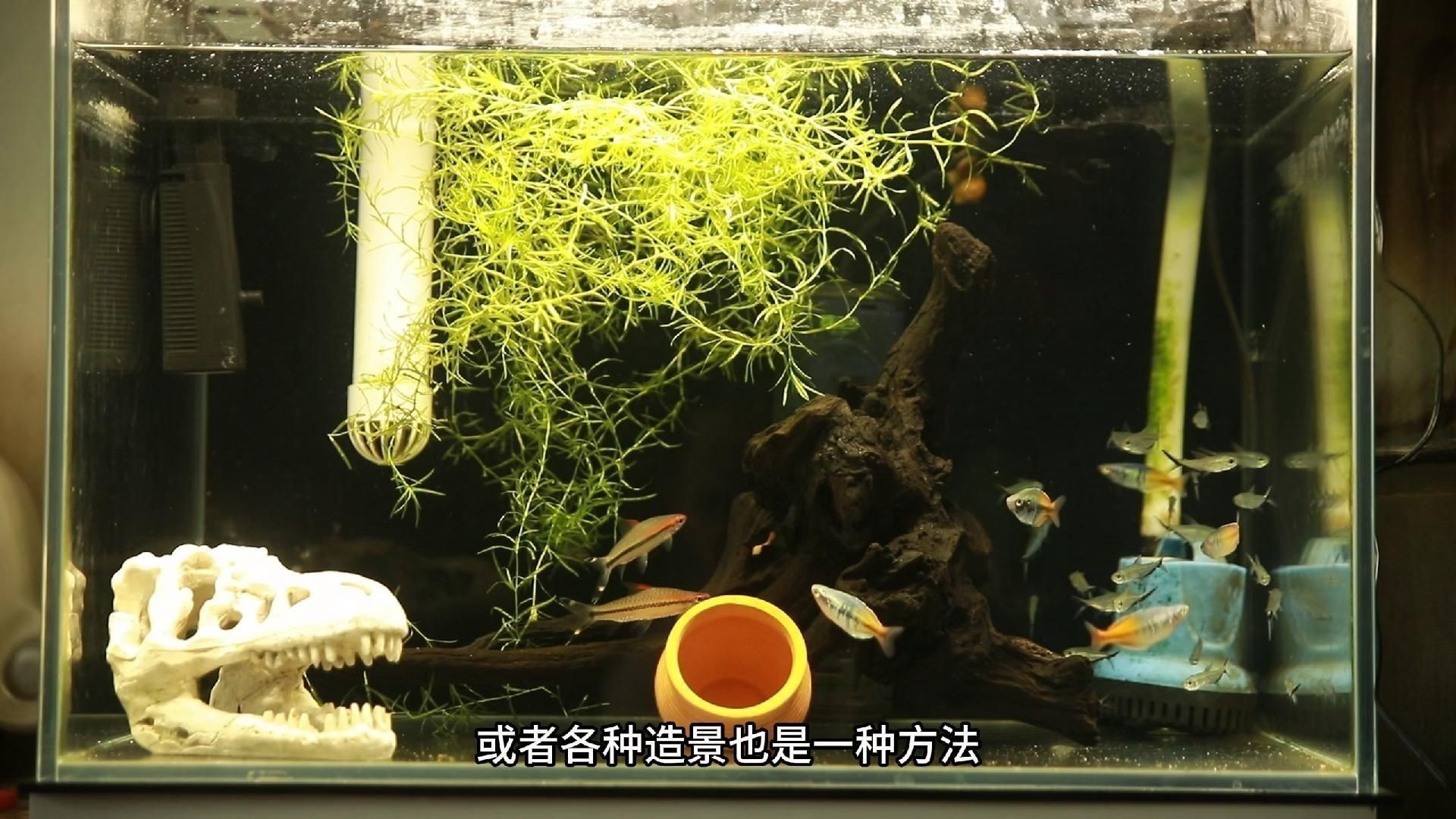 如何預(yù)防魚打架受傷？