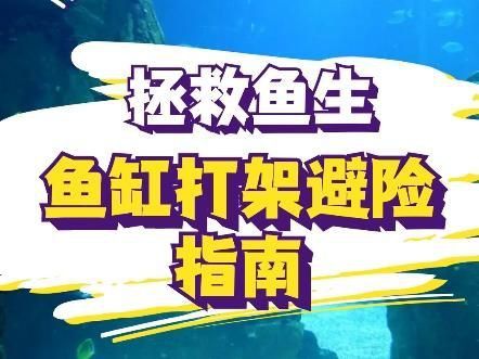 如何預(yù)防魚打架受傷？
