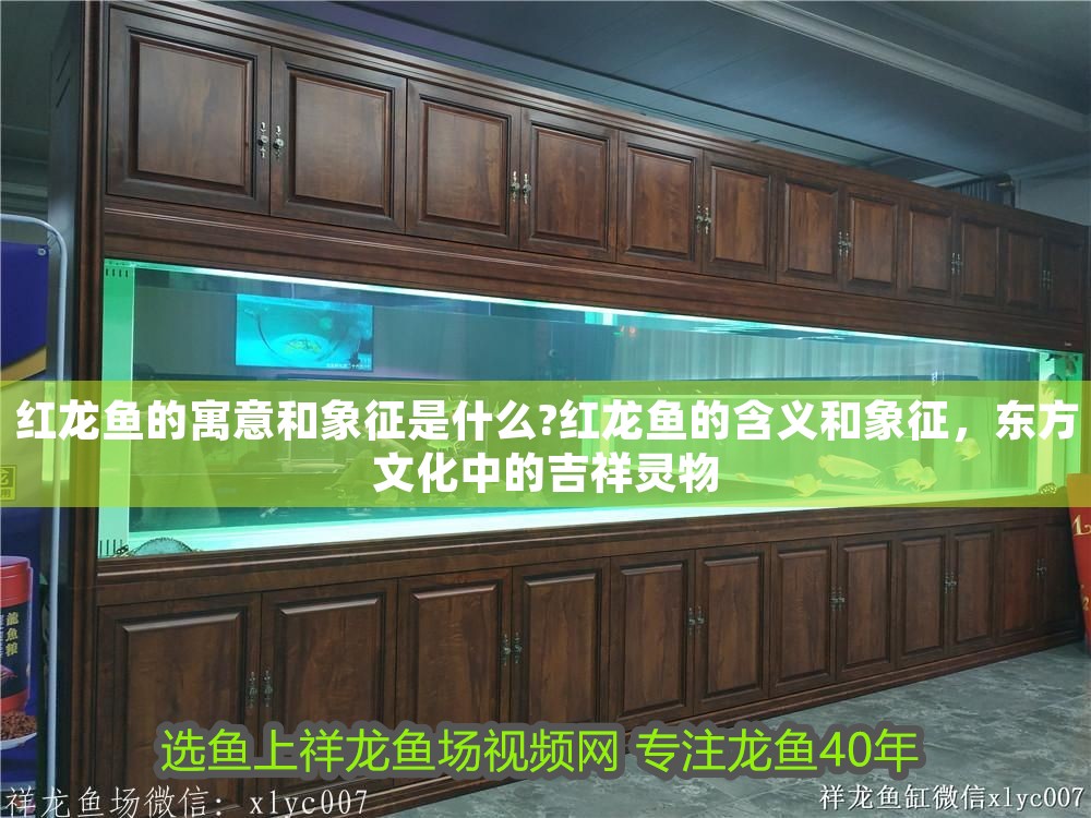 紅龍魚的寓意和象征是什么?紅龍魚的含義和象征，東方文化中的吉祥靈物