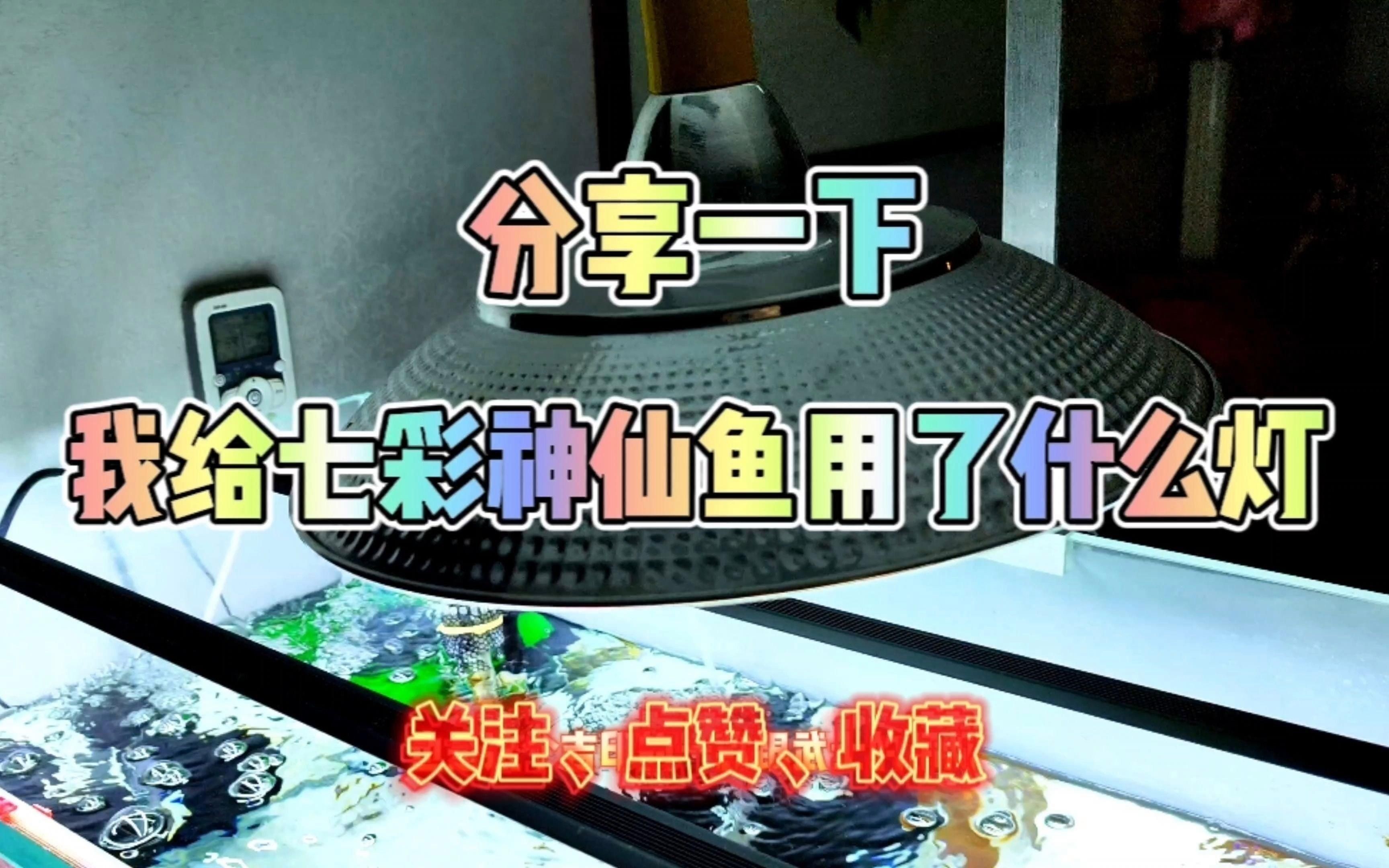 馬印燈適合養什么魚