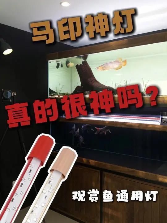 馬印燈適合養什么魚
