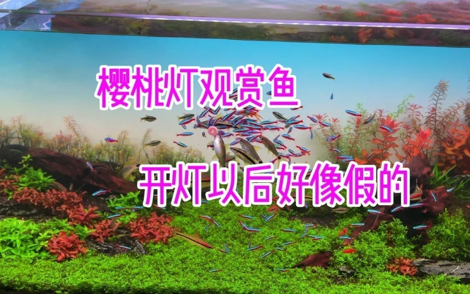 馬印燈適合養什么魚