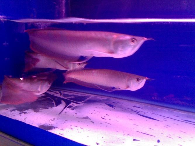銀龍魚爛鰭怎么回事啊圖片大全
