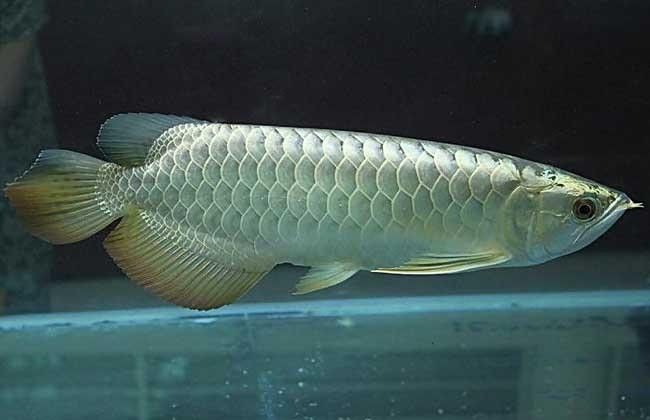 銀龍魚爛鰭怎么回事啊圖片大全