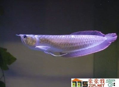 龍魚的最大體長是多少：銀龍魚在成年后能達到的體長是有所區別的