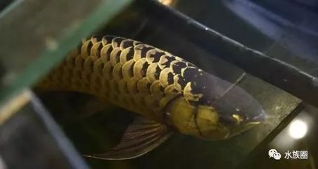 金龍魚能生多少個崽：金龍魚一次繁殖能產生多少個崽？