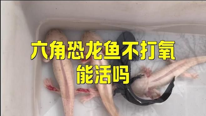 六角恐龍魚不打氧能活多久？