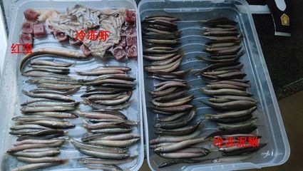 泥鰍段沉底怎么喂龍魚，泥鰍段沉底怎么辦：在喂食泥鰍段給龍魚時，如果泥鰍段沉底