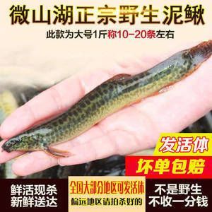 泥鰍段沉底怎么喂龍魚，泥鰍段沉底怎么辦：在喂食泥鰍段給龍魚時，如果泥鰍段沉底