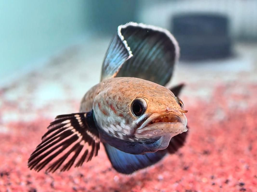 有長不大的龍魚品種有哪些圖片