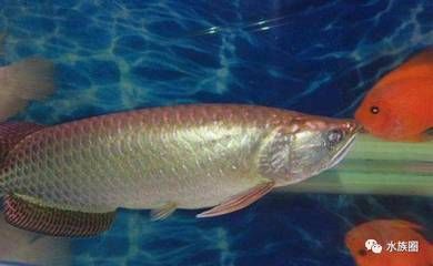 龍魚野生環境：亞洲龍魚的野生環境主要包括分布在亞洲、南美洲和澳洲等地的河流