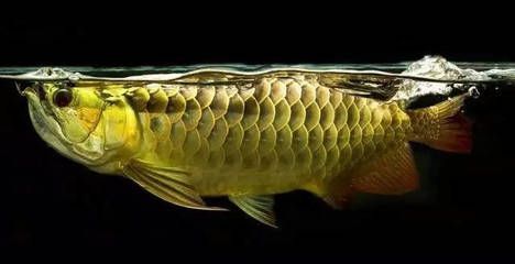 龍魚野生環境：亞洲龍魚的野生環境主要包括分布在亞洲、南美洲和澳洲等地的河流