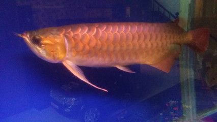 六角龍魚白點(diǎn)病會(huì)復(fù)發(fā)嗎？