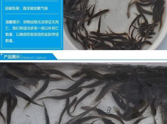 龍魚喂魚塊可以嗎：喂龍魚魚塊是否適合