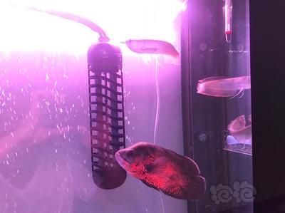 喂養龍魚的方法和技巧