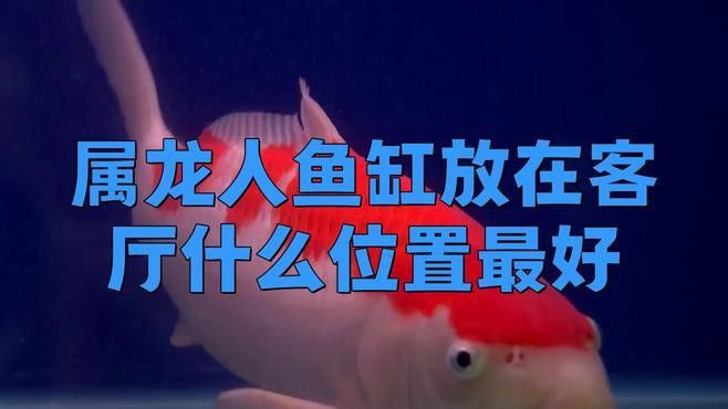 龍魚缸的最佳擺放位置在哪里？ 龍魚缸的最佳擺放位置在哪里？ 龍魚百科 第2張