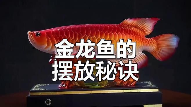 金龍魚是招財魚嗎怎么養(yǎng)