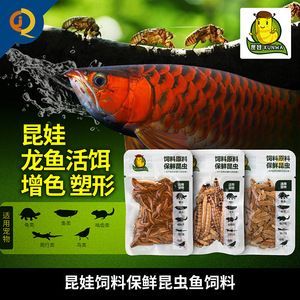 龍魚吃面包蟲干和干蝦哪個好？（面包蟲干和干蝦哪個更好？）