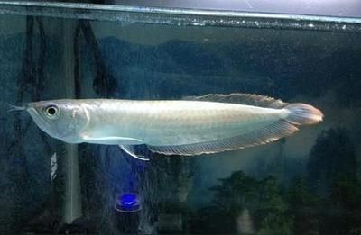白子銀龍魚挑選方法（白子銀龍魚怎么挑選）