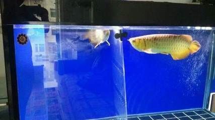 紅龍魚吃什么飼料長得快些：紅龍魚的飼養(yǎng)方法