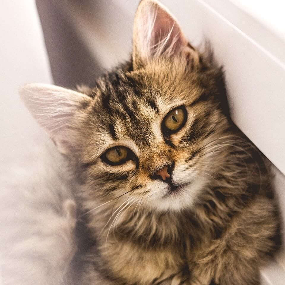 金龍魚吃東西嚼碎吐出來