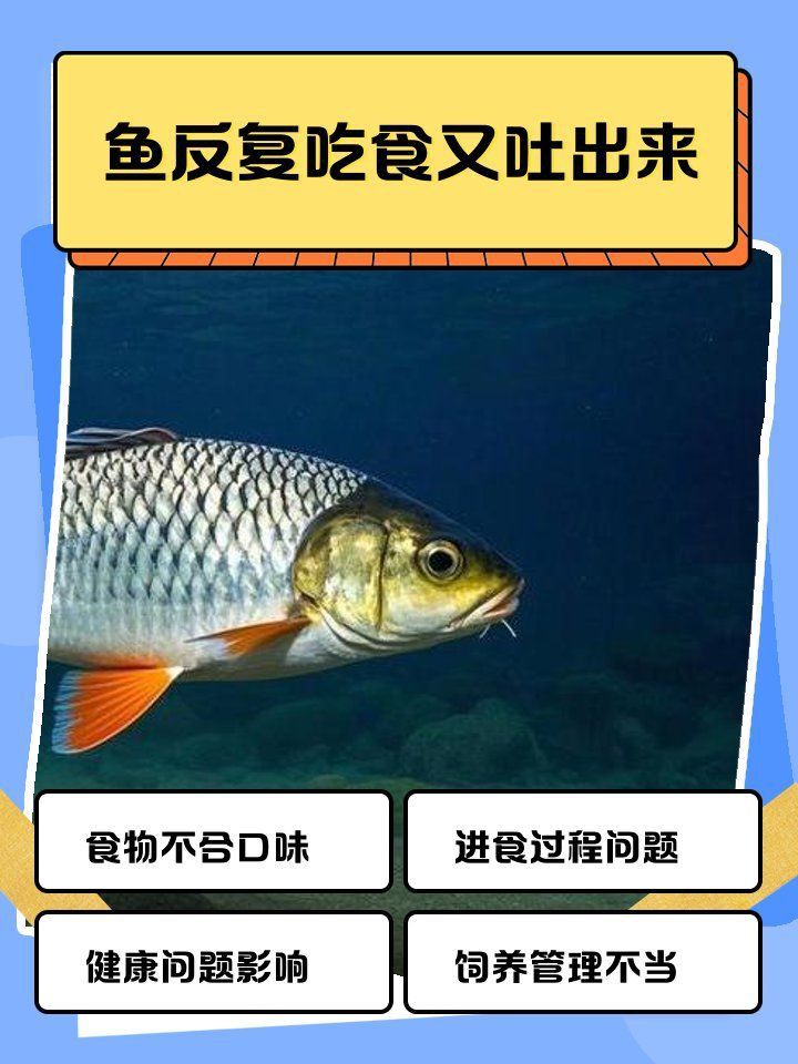 金龍魚吃東西嚼碎吐出來
