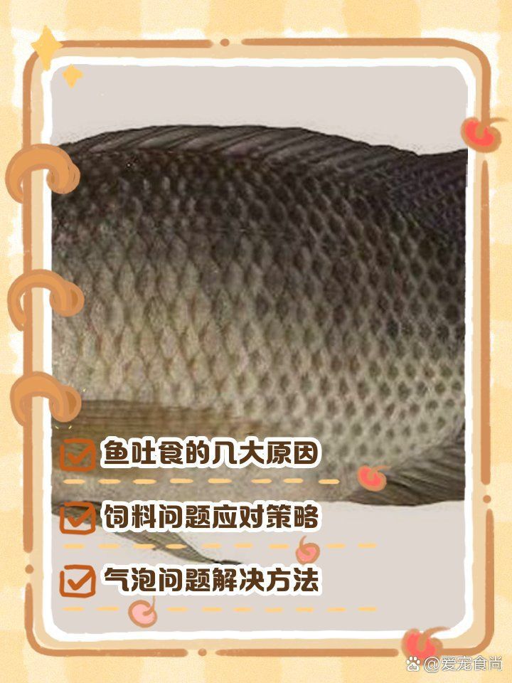 金龍魚吃東西嚼碎吐出來