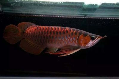 龍魚停食2個月會死嗎：龍魚停食兩個月會死嗎