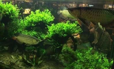 龍魚能不能吃蝌蚪飼料：龍魚能不能吃蝌蚪飼料呢？