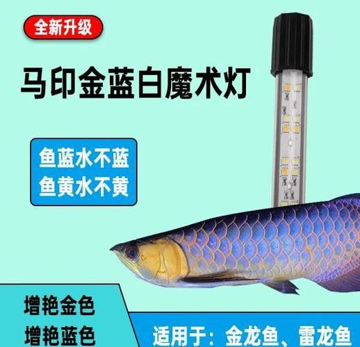 金龍魚燈擺放位置圖片大全