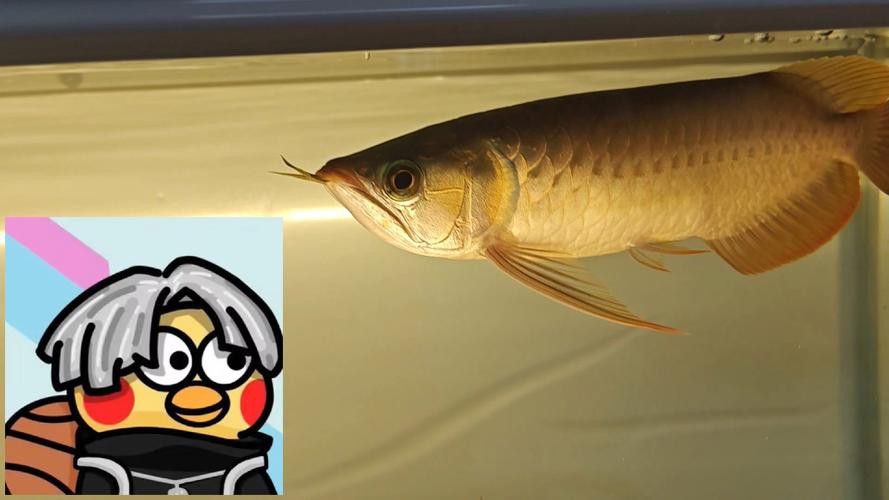金龍魚燈擺放位置圖片大全