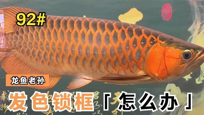 紅龍魚出框，紅龍魚出框后如何通過水質管理促進紅龍魚出框