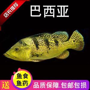 龍魚混養需要考慮多個因素，包括魚的品種、魚缸的大小和水質管理：龍魚怎么混養，龍魚怎么配魚苗