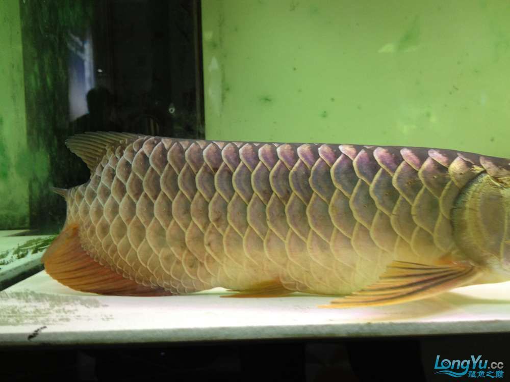 龍魚立鱗病怎么治最快最有效：龍魚立鱗病與水質關系探究龍魚立鱗病治療后護理要點
