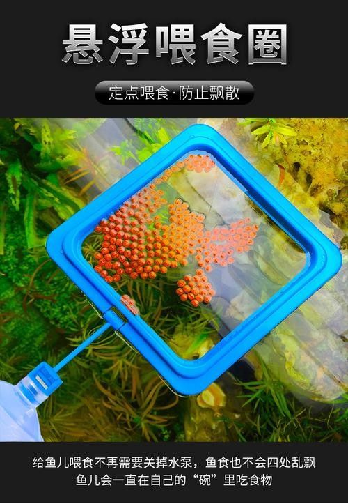 龍魚不掉眼圖片