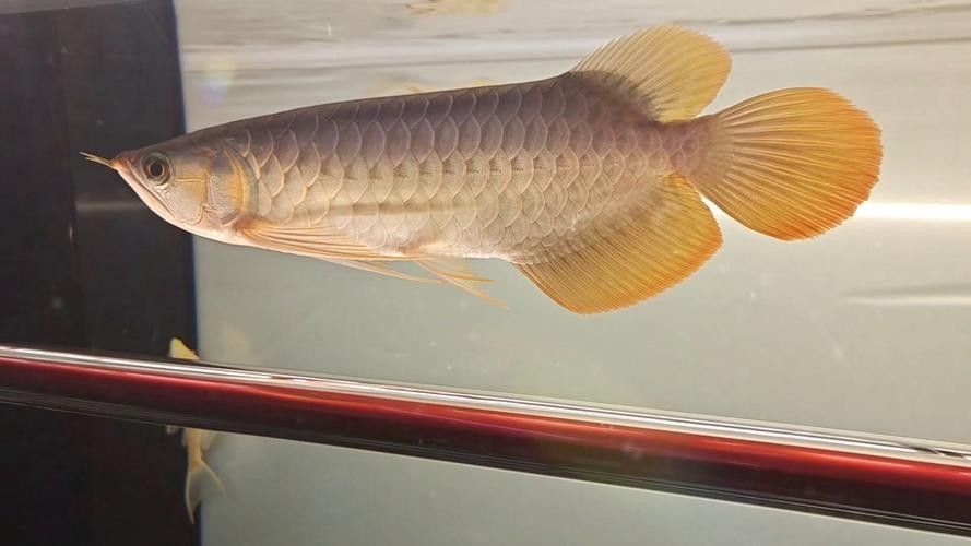 龍魚不掉眼圖片