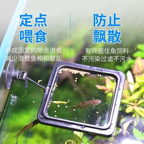 龍魚不掉眼圖片