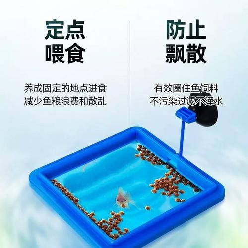龍魚不掉眼圖片