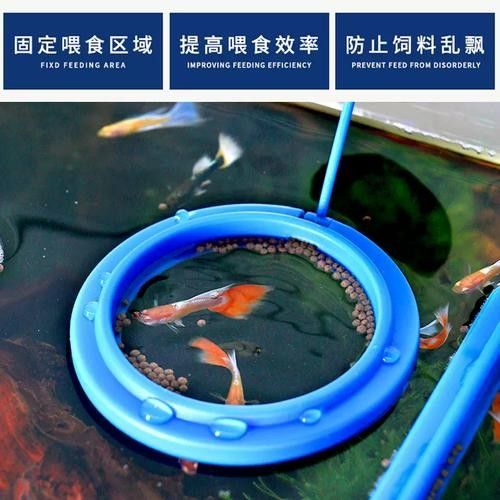 龍魚不掉眼圖片