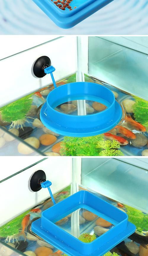 龍魚不掉眼圖片